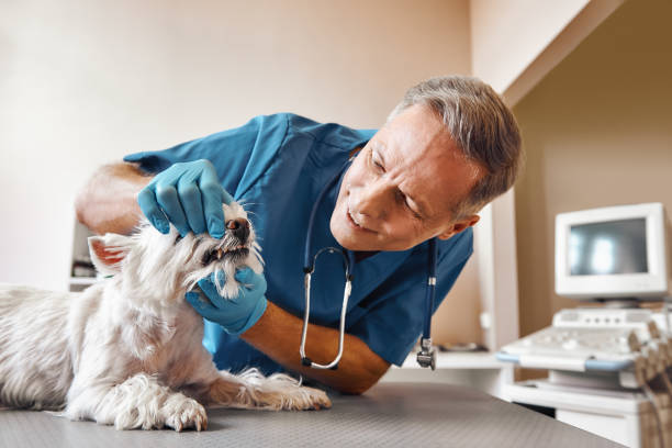 Best Emergency Treatment for Dental Infections or Abscesses in Comstock Park, MI